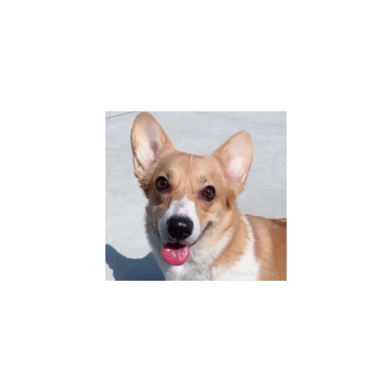 ももちゃん1枚目